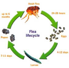 fleas21_orig flea life cycle