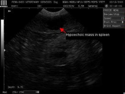 ultrasound