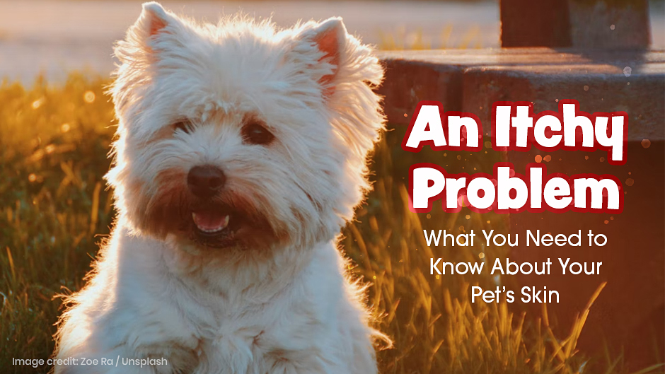 image of a westie