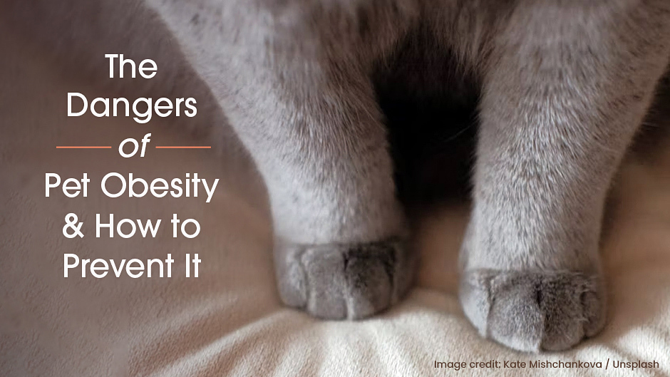 image of a cat