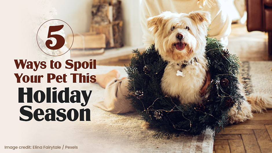 image of a dog during the holidays