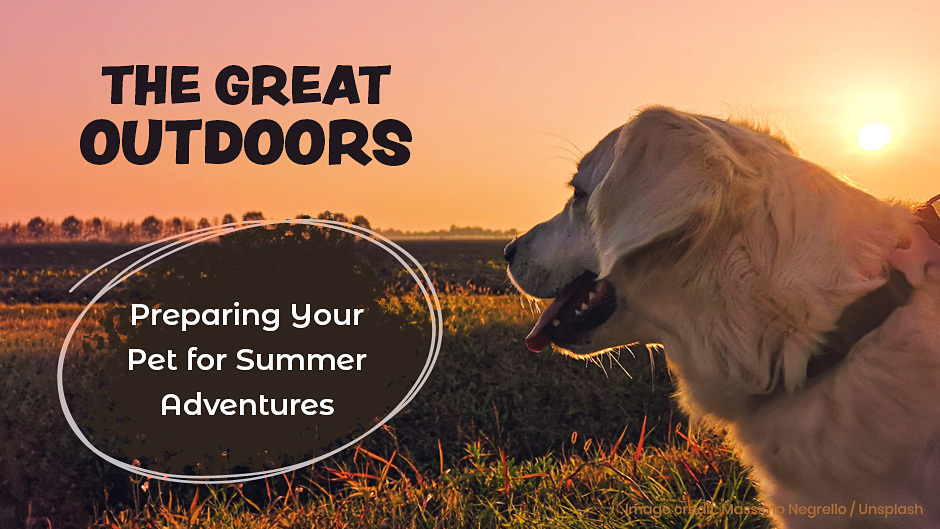 Preparing your pet for summer adventures